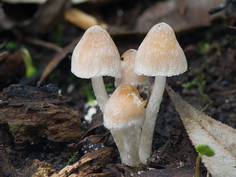 Coprinopsis pannucioides